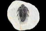 Bargain, Comura Trilobite - Composite Spines #74163-1
